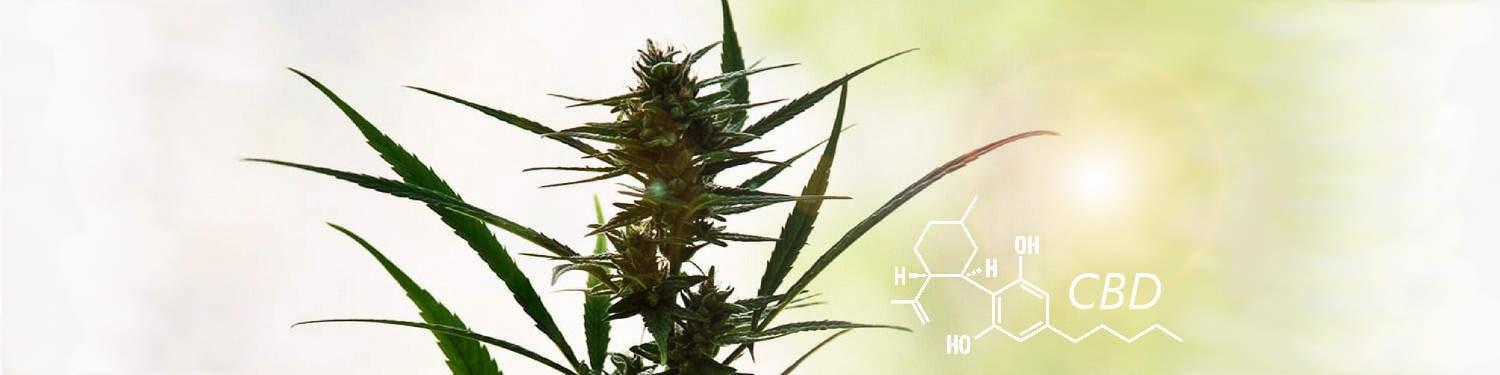 CBD Oil Unflavored Prospect 
      OH 43342